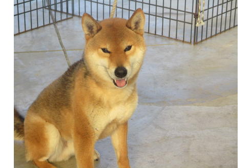 成約済の岡山県の柴犬-122122の3枚目